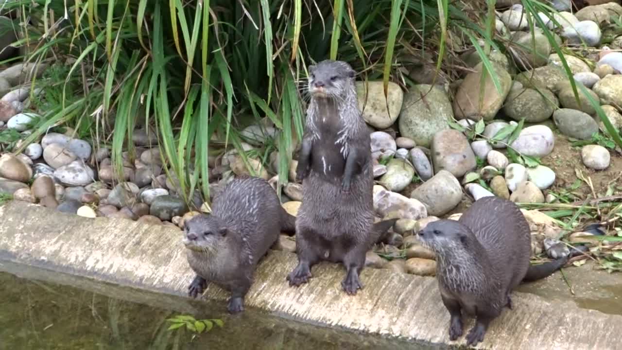 Hungry otters beg for food with adorably squeaky sounds