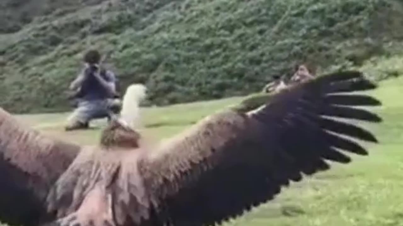 Griffon Vulture being released back into the wild #shorts #shortvideo #video #virals #videoviral