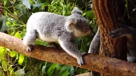 Adorable Koalas