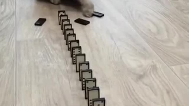 OMG Cute Cat Domino Reaction