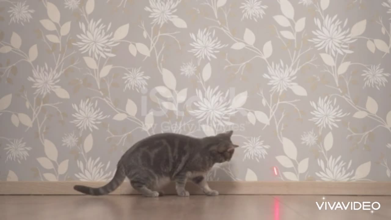 This cat try to catch the lazer point.It is so beautiful.