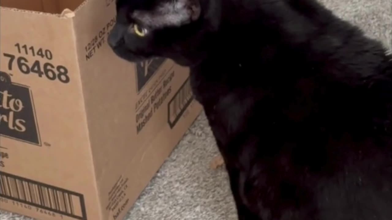 Cute Precious Piper Inspects the Outside of a Box - Adopting a Cat from a Shelter Vlog #shorts