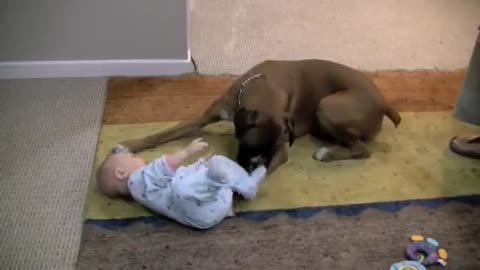 Boxer And Baby Share Adorably Precious Friendship