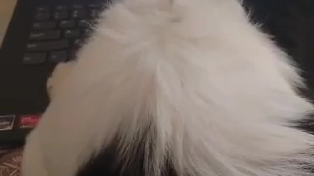 Amazing shes searching mice 😄😻😄