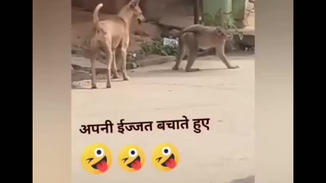 Monkey and dog funny video