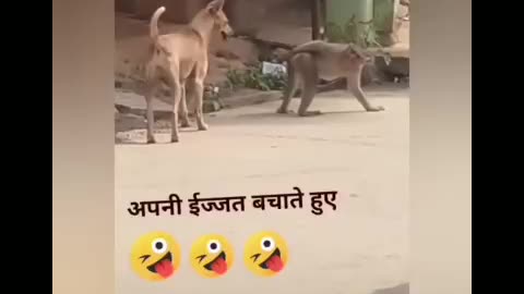 Monkey and dog funny video