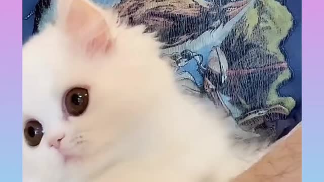 Cute and Funny cat Video #short papi