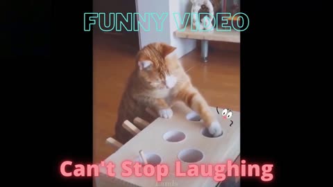 Funny Cats and dogs video. Funny animal video. Cute animal video.