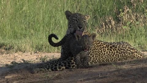 Baby leopard sees wildlife photographer for the first time. | CUTE MOMENT |