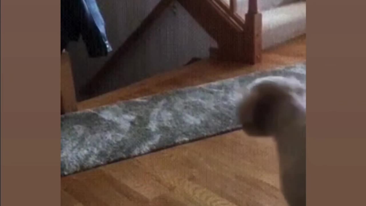Funny puppy