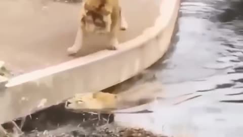 Two Lions Messing around by the pool