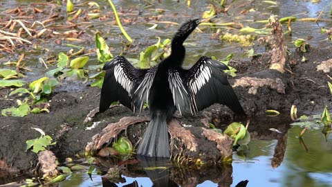 Anhinga Drying Its Wings