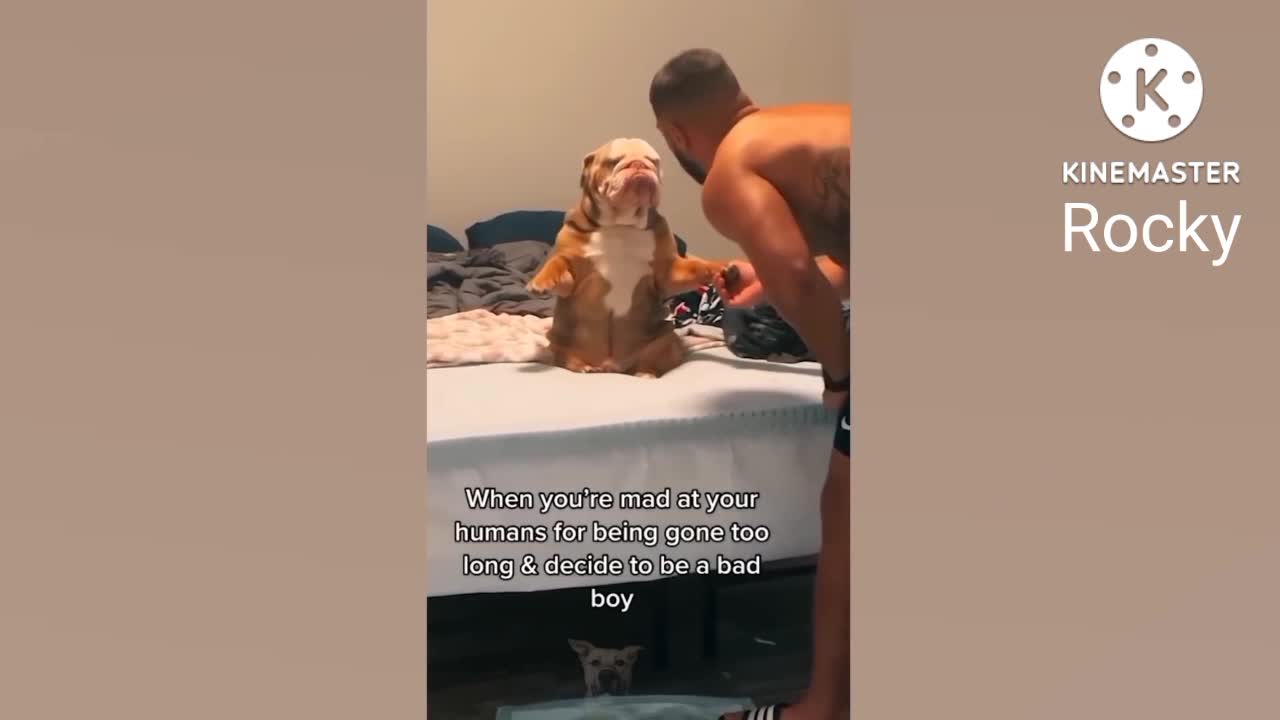 Best Funny Cat Videos.#2 new funny video,tiktok viral