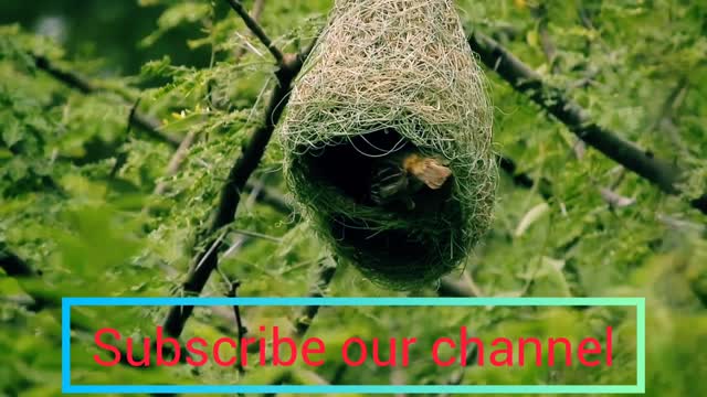 Beautiful Baya weaver building their Nest with perfection.