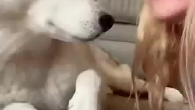 Try to not laugh 😂 funny or silly dog
