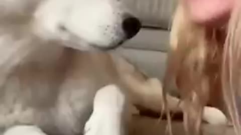 Try to not laugh 😂 funny or silly dog