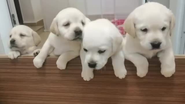 Five white puppies look so cute