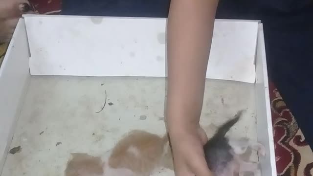 Watch the child playing with the newborn kittens and they are small and Pinono