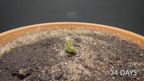 Growing Yellow DRAGON FRUIT CACTUS Time-lapse - 202 DAYS