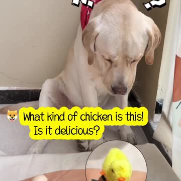 This dog can't afford to play, and it's a shame to choose it...