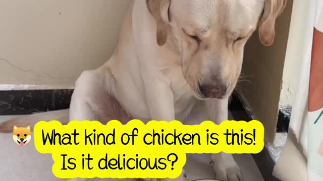 This dog can't afford to play, and it's a shame to choose it...