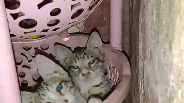 Funny relix cat