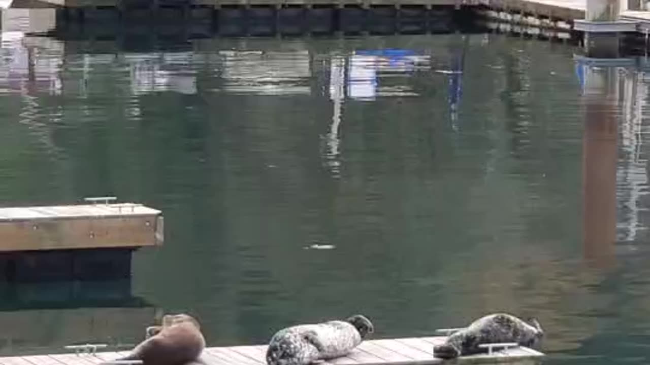 Seals play at Horseshoe bay