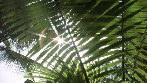 Rays of the sun shining through a leaf_batch