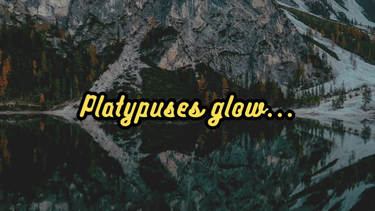 Animal Facts Platypus Glow #shorts