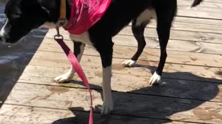 Perfect slow-mo dog shake off