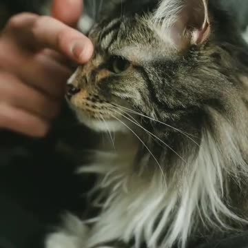 cute little cat play with her makes you laugh!