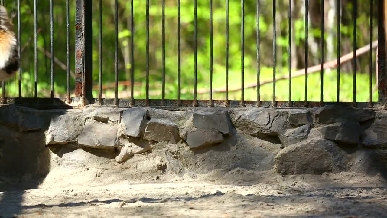 Tiger walking inside a cage