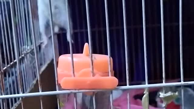 Crazy Hamster