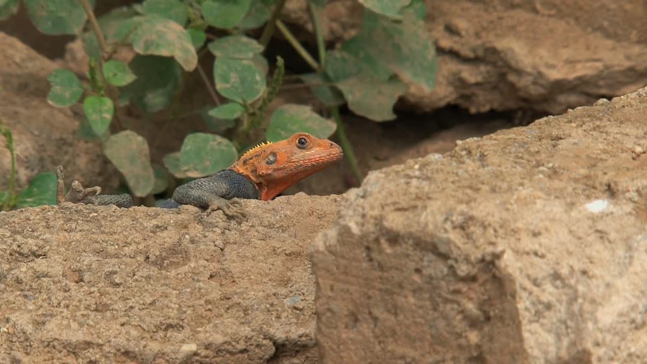 Orange-headed lizard inCape coast, Ghana