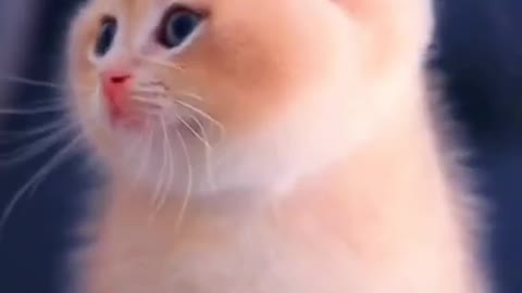 Cute cat baby funny clips 🙂🙂🙂