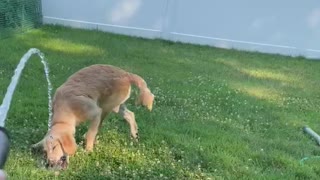 Puppy’s and water