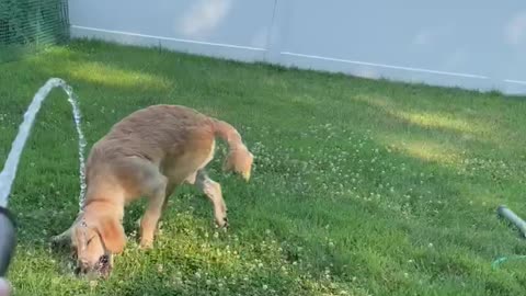 Puppy’s and water