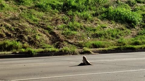 Hawk Almost Gets Away with Big Meal
