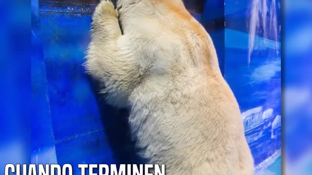 Así sufre Pizza, el oso más triste del mundo, encerrado en un centro comercial – INJUSTICIA