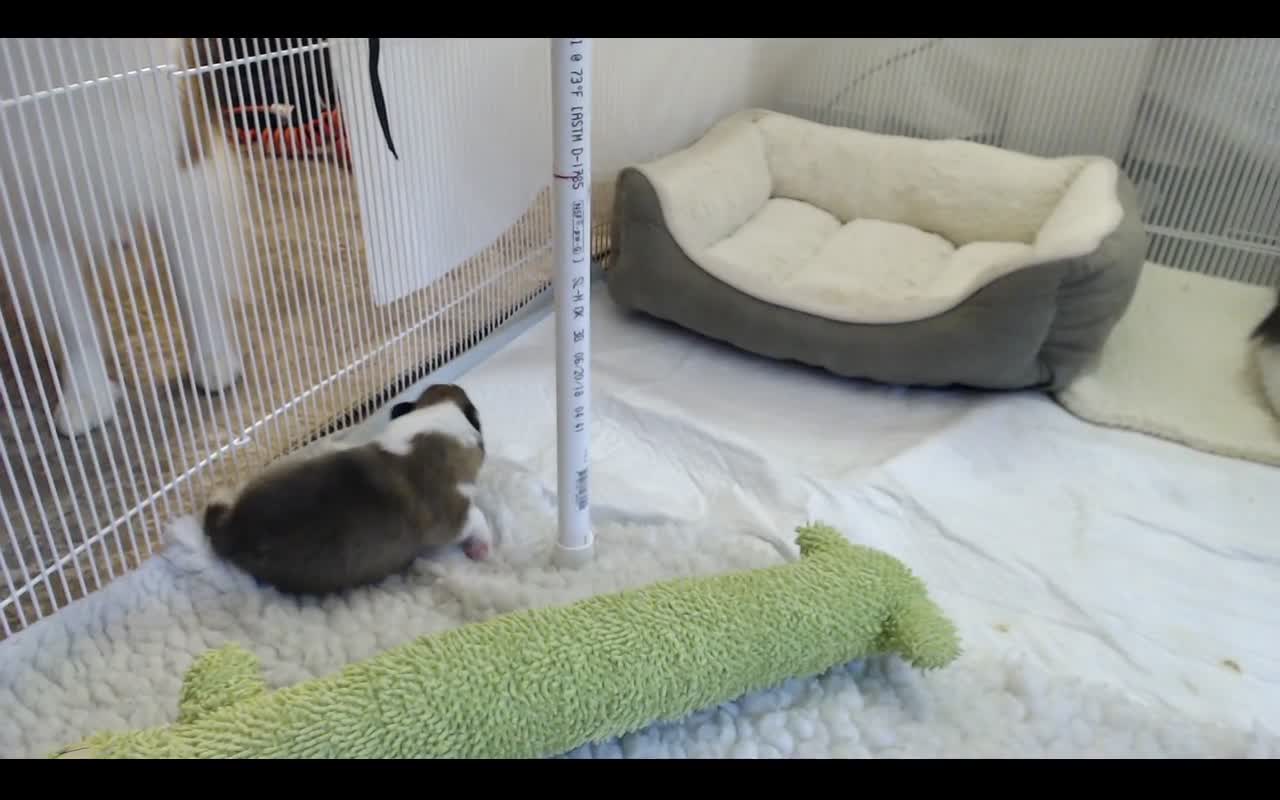 Woodruff Shelties "Heaven & Earth" PuppyCam 2 weeks old A, eyes open