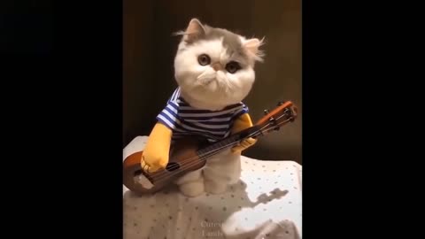 Aww - Cute Animals Video Compilation