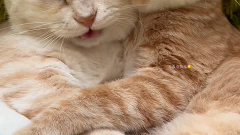 Romantic Cats: Two Cats Sleeping Together