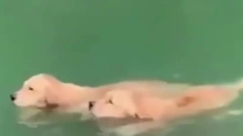 Cute puppies swim upstream with no progress just like running on a treadmill