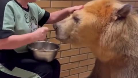 🐻 When a Bear Joins the Family... 🍽️👩‍🍳🌲🏞️🐾🥄