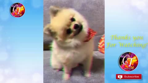 Cute Animals With Funny Moves