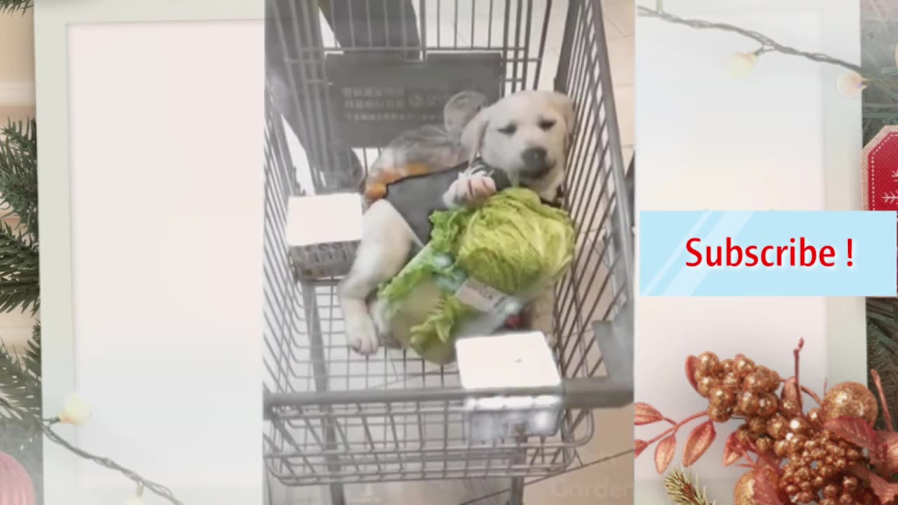 Funny Pets