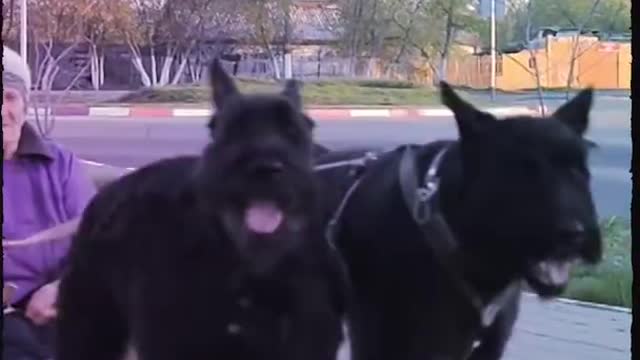 Giant tough looking dogs bred to secure their owners