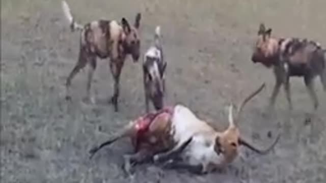 wild dog fight anteope