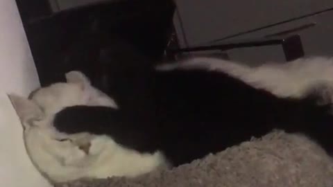 White cat angry at black cat hitting him