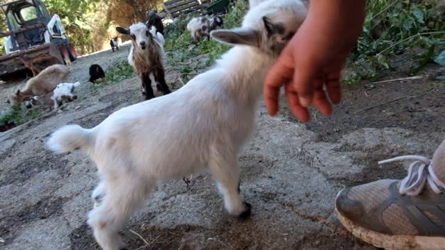 Hiiii goat,so cute